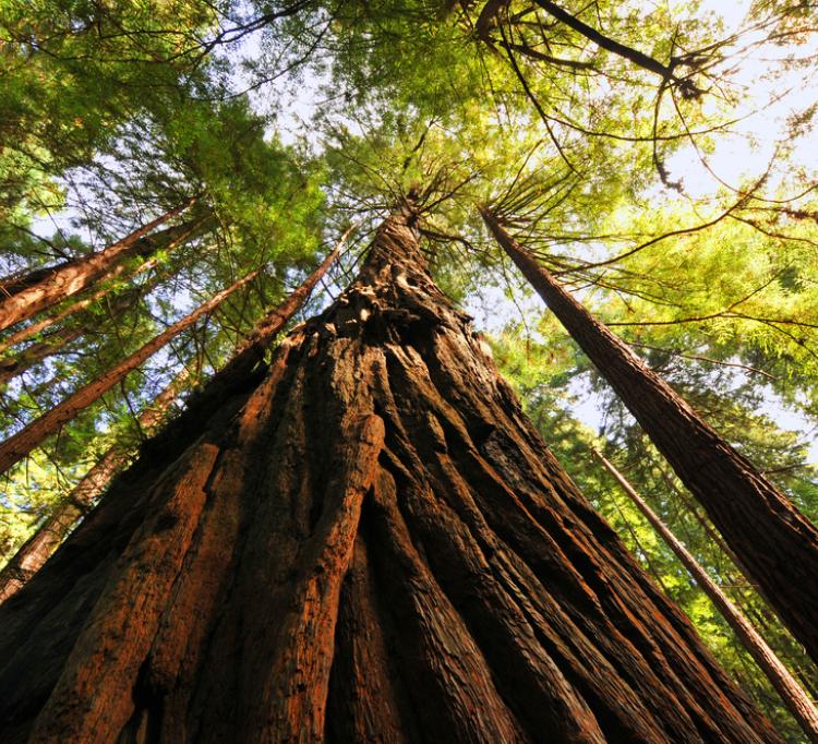 List 105+ Pictures muir woods national monument pictures Excellent