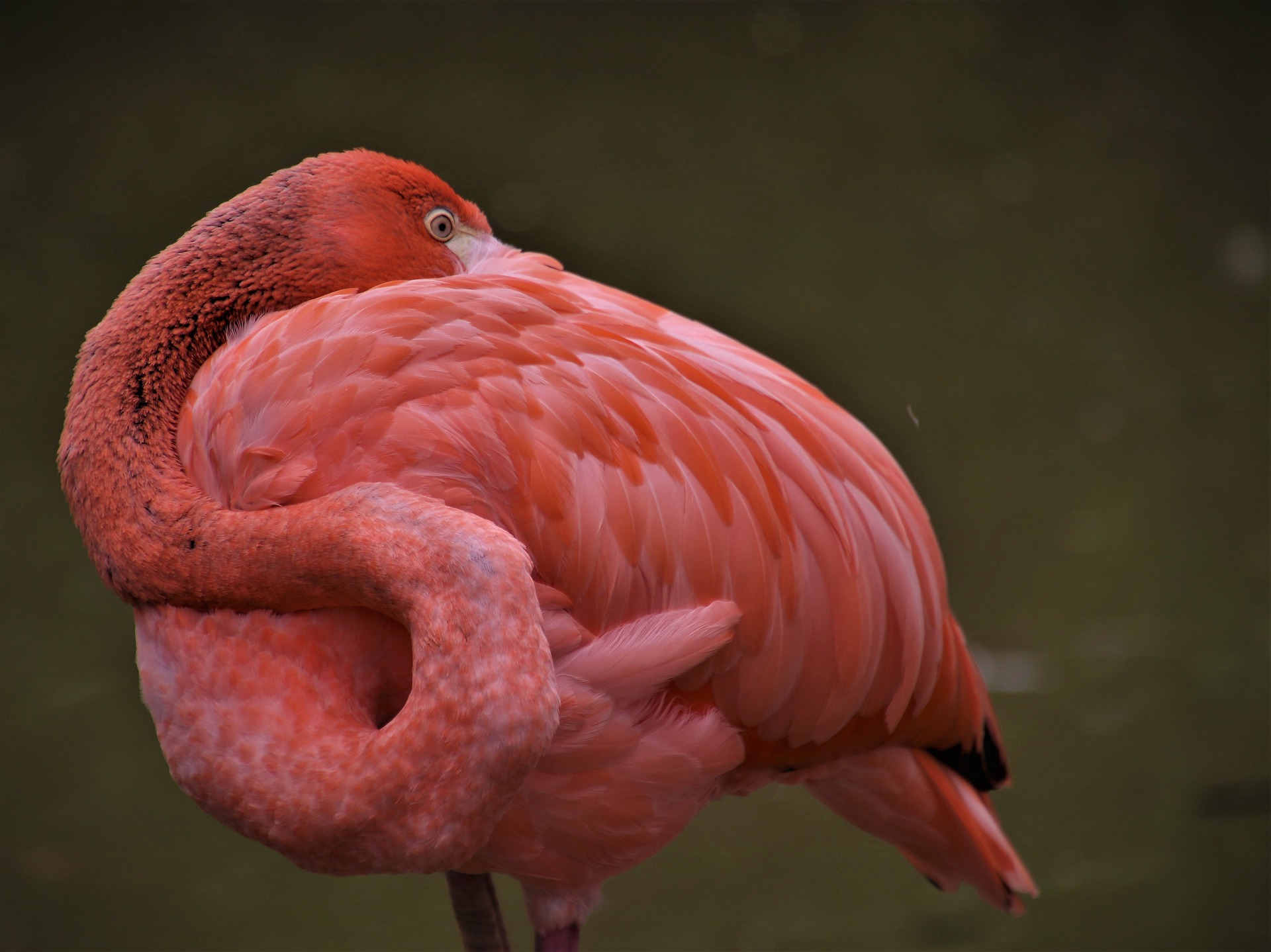 Flamencos, típicos de Ses Salines