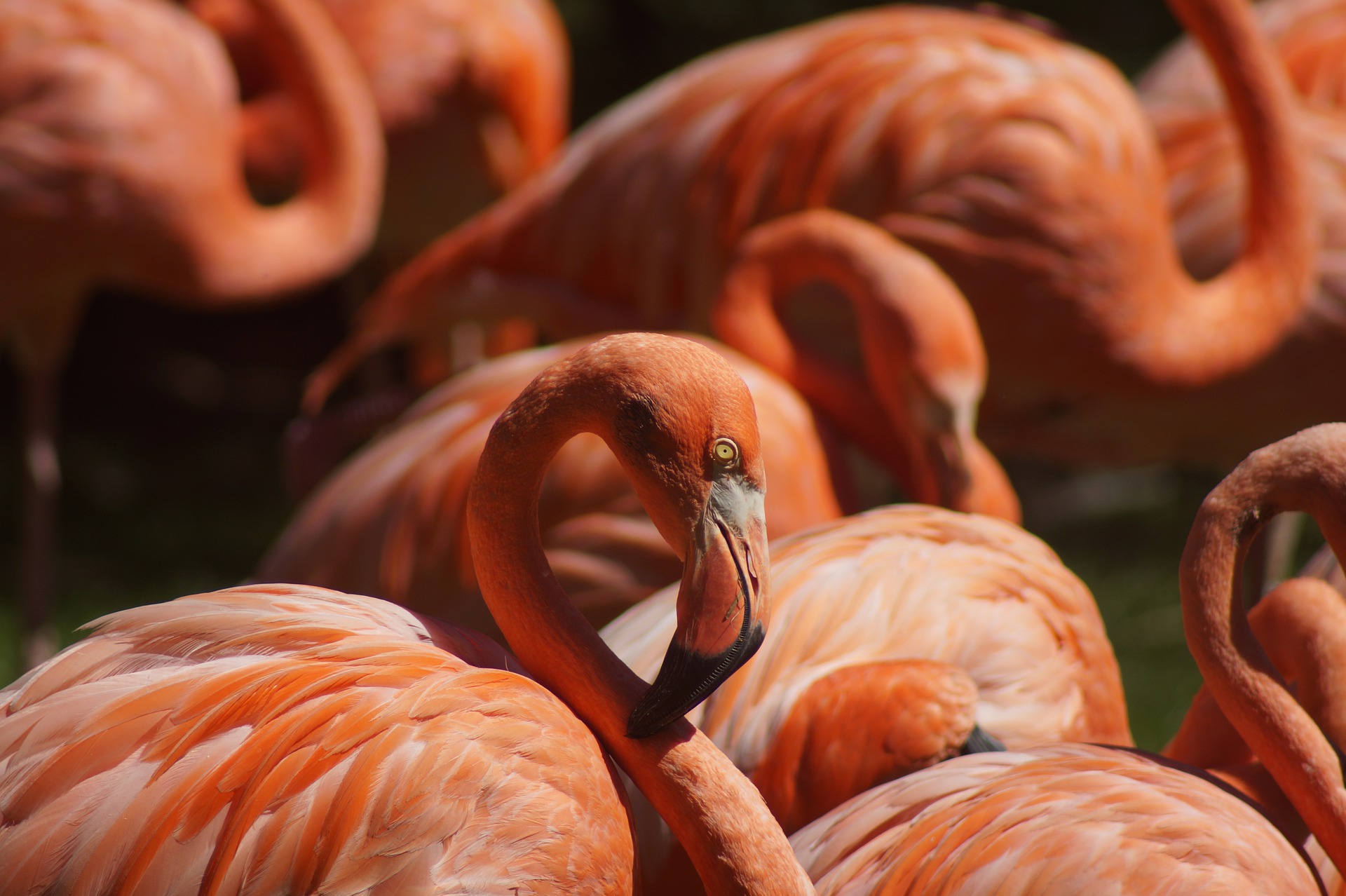 Flamencos, estrellas de Ses Salines, Ibiza