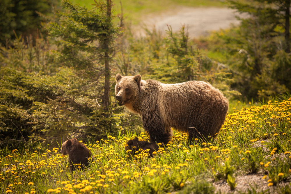 Fauna en las Montañas Rocosas de Canadá