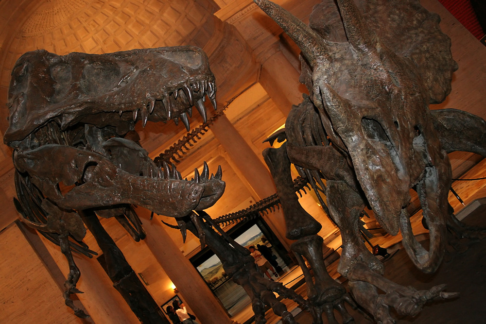 Museo Historia Natural