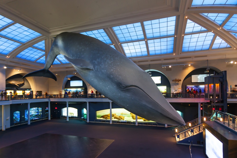 Museo de Historia Natural - Nueva York