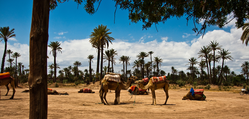 El Palmeral - Marrakech