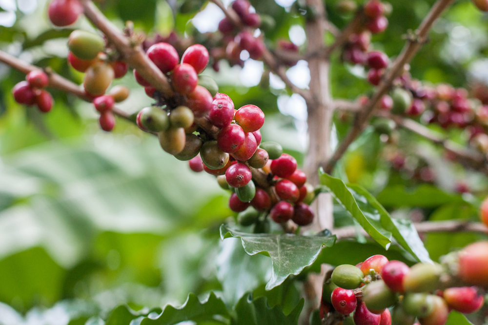 Granos de café en una plantación cerca de Bogotá 