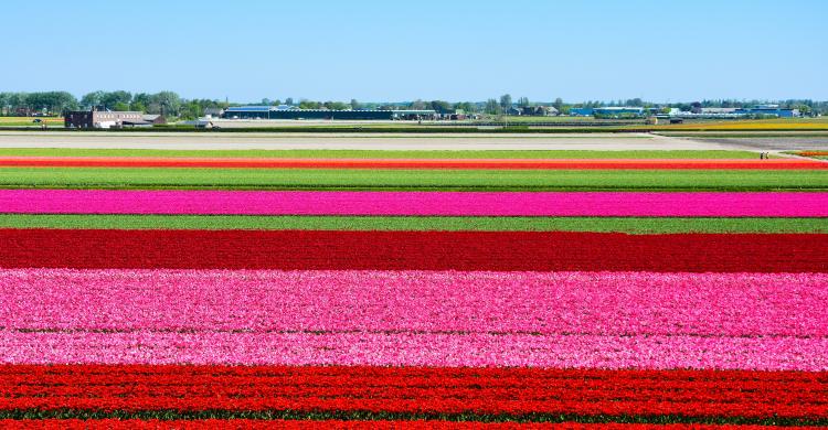 campos tulipanes holanda