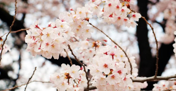 "Sakura", cerezo en flor