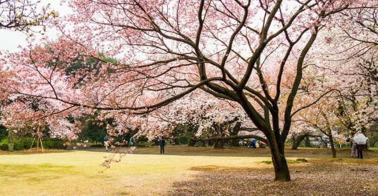 Cerezo florecido en el Parque Shinjuku Gyoen