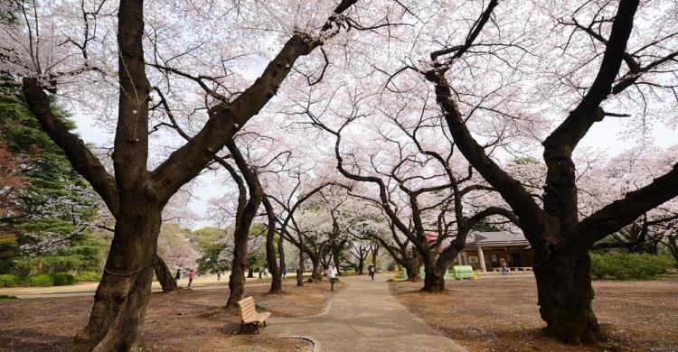 Paseo bajo los cerezos florecidos del Parque Shinjuku Gyoen