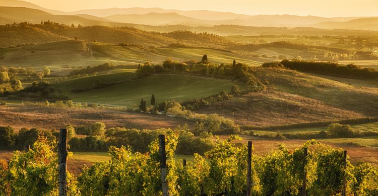 Región con viñedos de Chianti