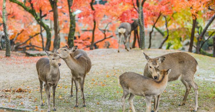 Veados Sika em Nara Park