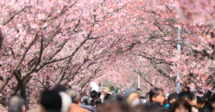 Floración de cerezos en Tokio