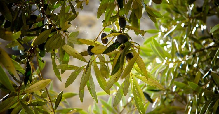 Olivos típicos de Santa Gertrudis, Ibiza