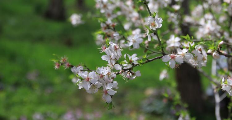 Almendros en Santa Inés, Ibiza