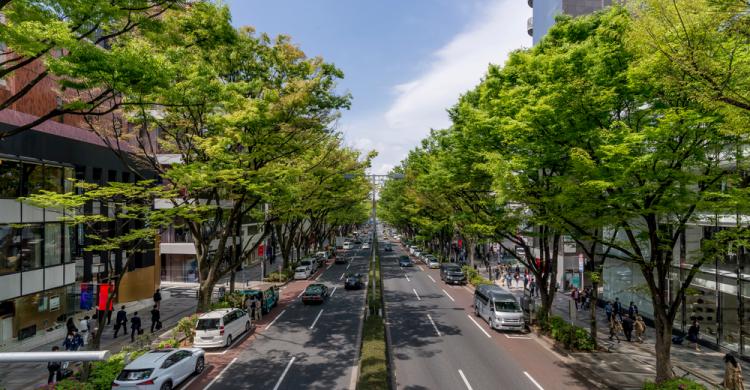 Distrito de Omotesando