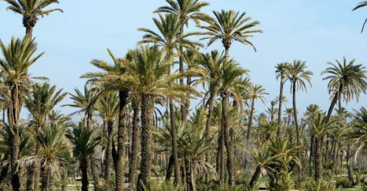 Paseo en camello por el palmeral de Marrakech