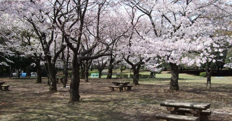 Parque Yoyogi con los cerezos florecidos