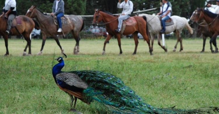 Paseos a caballo y fauna del lugar