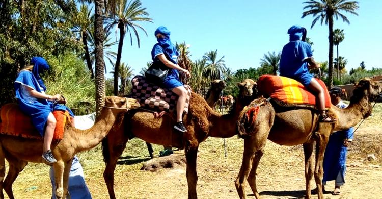 Caravana de camellos en el palmeral de Marrakech