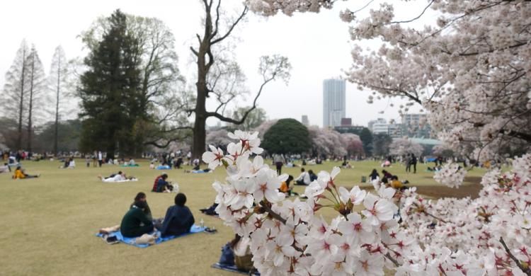 Picnic en el parque bajo los cerezos en flor