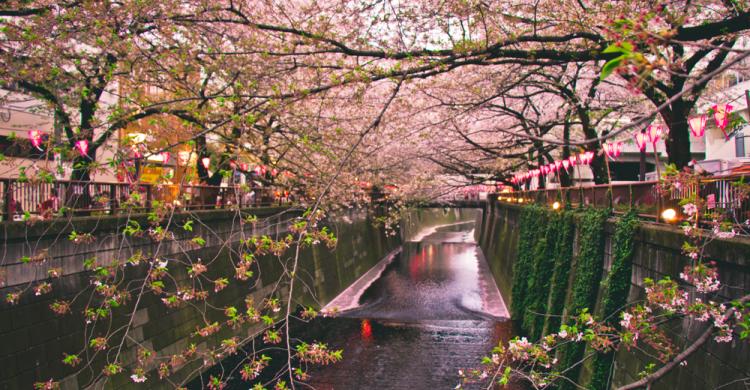 Río Meguro con cerezos en flor