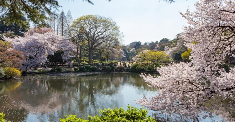 Parque Nacional Shinjuku Gyoen