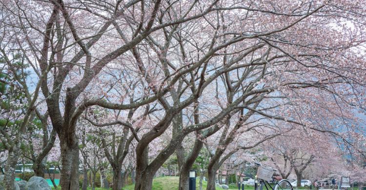 Tokio cerezos en flor