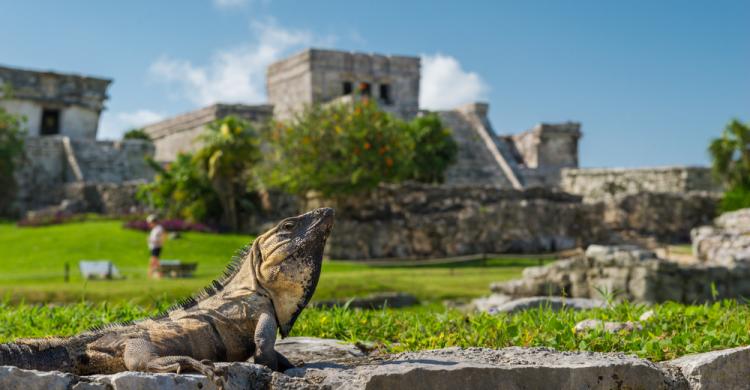 Ruinas de Tulum y fauna del lugar