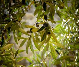 Olivos típicos de Santa Gertrudis, Ibiza