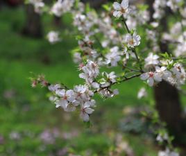 Almendros en Santa Inés, Ibiza