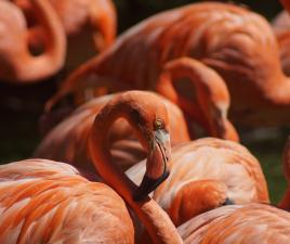 Flamencos, estrellas de Ses Salines, Ibiza