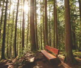 Lynn Canyon park, cerca de Vancouver