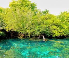 Reserva Ecológica Ojos Indígenas